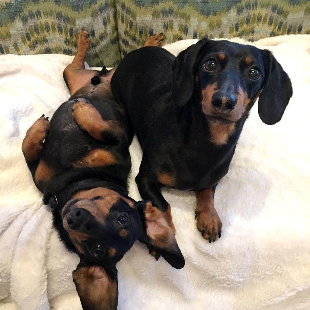 Crusoe the Celebrity Dachshundさんのインスタグラム写真 - (Crusoe the Celebrity DachshundInstagram)「“Happy National Siblings Day! Sometimes it can be hard to tell us apart.. but not here!! 😝” ~ Crusoe」4月11日 1時35分 - crusoe_dachshund