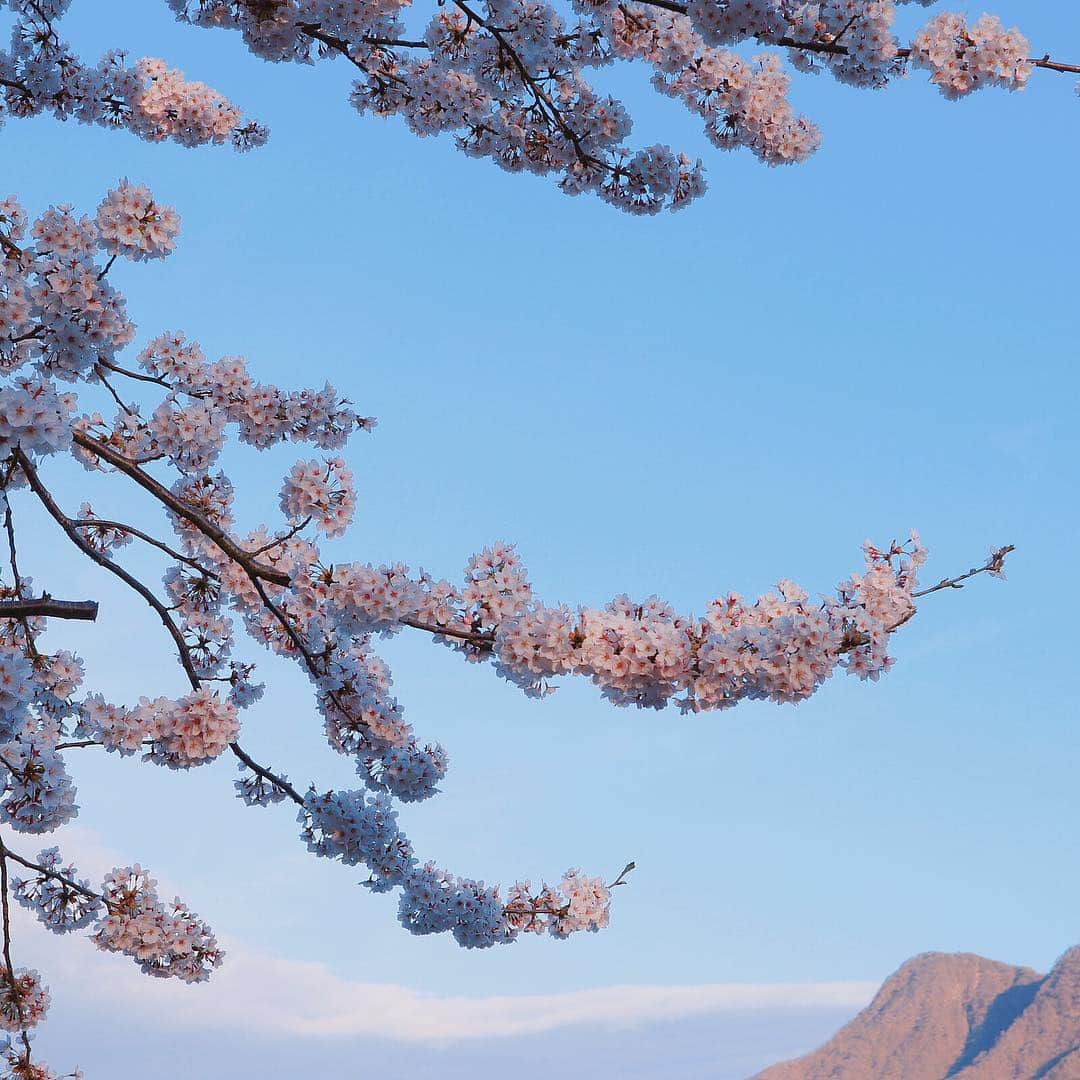 瀧田彩のインスタグラム：「今年はバタバタしてたから諦めてたんだけど、お墓参りに行ったら思いがけず桜が満開でお花見もできちゃいました🌸 富士山も！！ ありがとう☺️🙏✨✨✨」