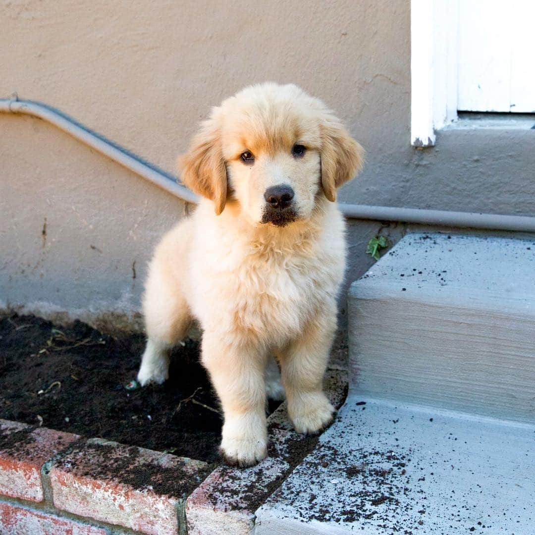 Buddy Boo Blueさんのインスタグラム写真 - (Buddy Boo BlueInstagram)「When Bluebeary used to tear up our yard and bury his face in dirt.」4月11日 2時15分 - buddyboowaggytails