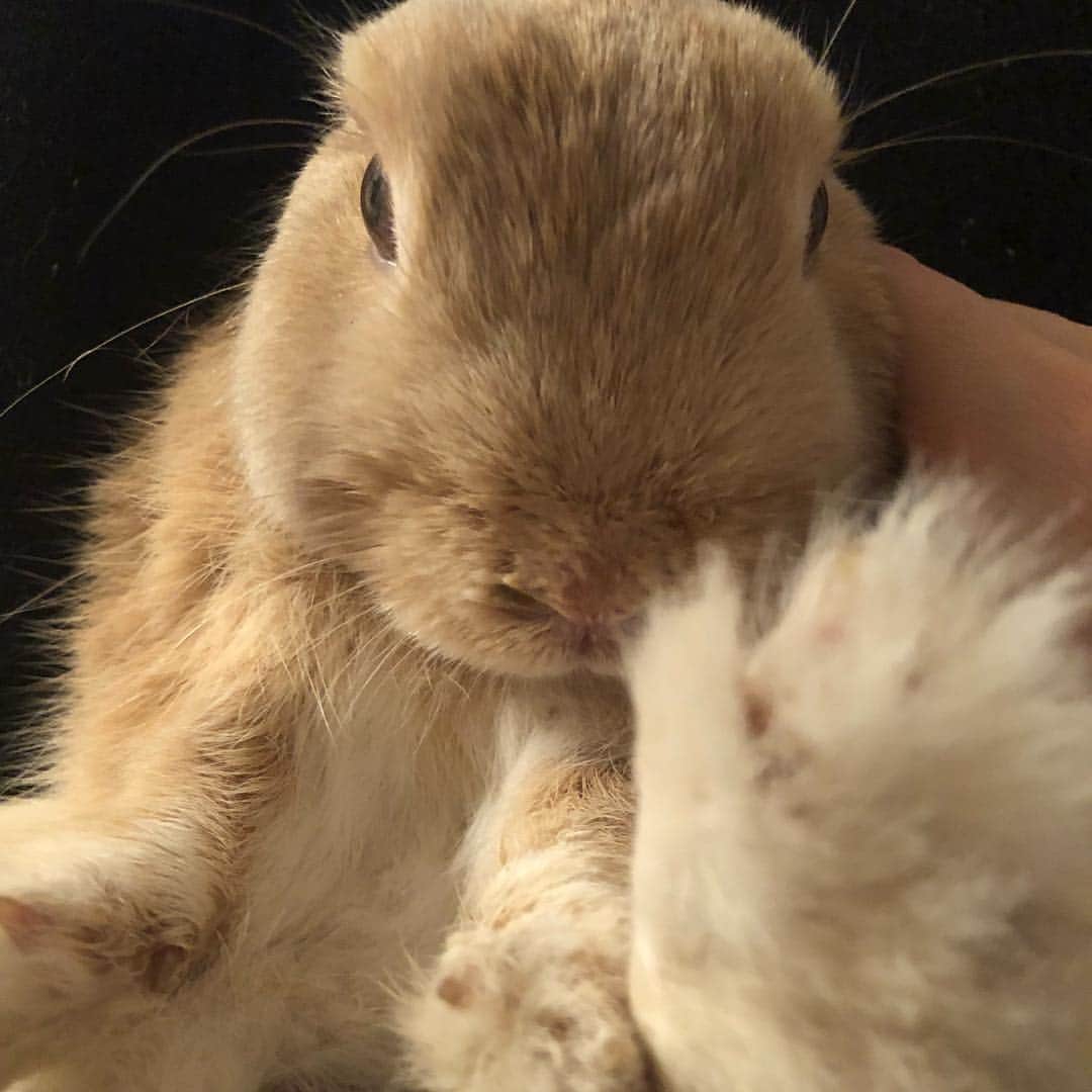 里美ゆりあのインスタグラム：「ぽん太は爪切り大人しくて偉い❤ #爪切り#rabbit#ネザーランドドワーフ#うさぎ#うさぎのいる生活 #ふわもこ部#ふわもこ部うさぎ #men#男の子」