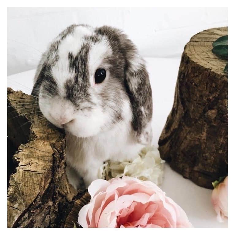 Olivia Burtonさんのインスタグラム写真 - (Olivia BurtonInstagram)「Say hello to Barney! He was the inspiration behind our adorable bunny motif 🐰💕 Send us a pic of your cute pets and they might just feature in some of our upcoming designs! 🌟 #Inspiration #MyOliviaBurton #BunnyLovers」4月11日 2時24分 - oliviaburtonlondon