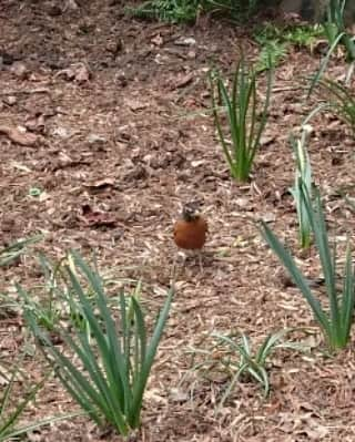 レイザーラモンRGさんのインスタグラム写真 - (レイザーラモンRGInstagram)「セントラルパークにて。セントラルパーク、野鳥めっちゃおる。しかもあまり逃げないから観察しやすい。次は野鳥の会としてNYに来るからな！ お腹がオレンジ色なのがコマツグミ、茶色に白い点々があるのがホシムクドリだそうです。  #whynotzero2 #jordanwhynotzero2」4月11日 2時37分 - rgrazorramon