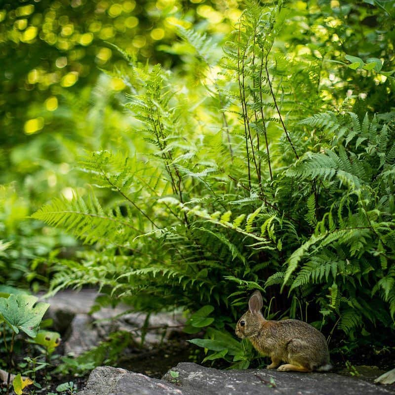 ニューヨーク植物園さんのインスタグラム写真 - (ニューヨーク植物園Instagram)「Kids are natural citizen scientists, and fostering their curiosity is important! We’re getting ready for our Spring Into Science camp, where we’ll be taking little ones into the abundance of spring at NYBG to see animals nesting, buds blooming, and other signs of the season unfolding, connecting them with their environment through experiments and hands-on activities.」4月11日 2時37分 - nybg