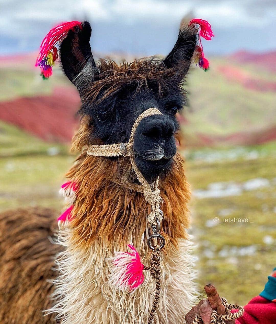 Wonderful Placesさんのインスタグラム写真 - (Wonderful PlacesInstagram)「Which one is cuter? The llamas or the  alpacas??? They both are super adorable! Exploring Peru with ✨✨@experienceperu✨✨ #experienceperu #visitsouthamerica . Pictures by @_letstravel_」4月11日 2時57分 - wonderful_places