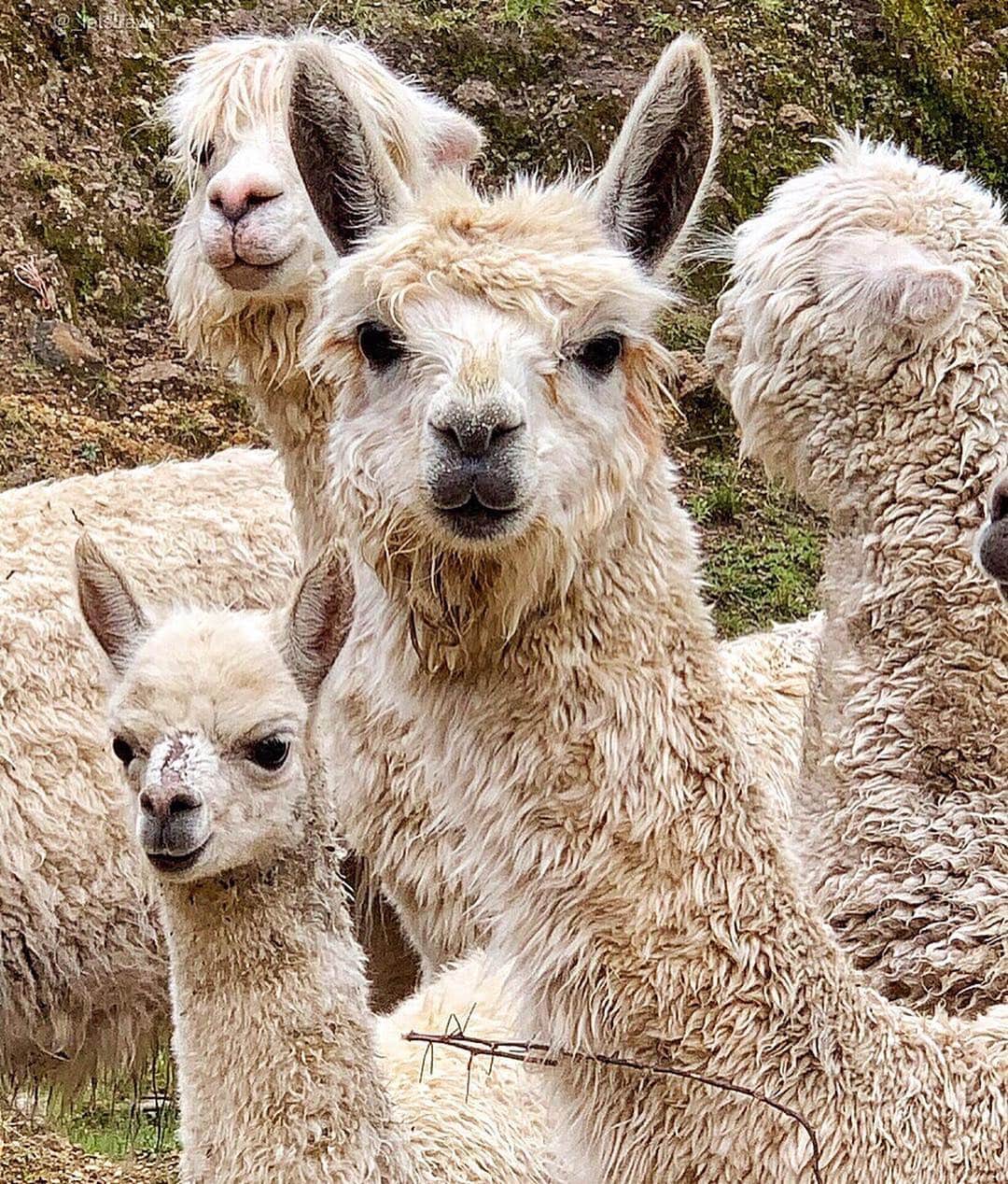 Wonderful Placesさんのインスタグラム写真 - (Wonderful PlacesInstagram)「Which one is cuter? The llamas or the  alpacas??? They both are super adorable! Exploring Peru with ✨✨@experienceperu✨✨ #experienceperu #visitsouthamerica . Pictures by @_letstravel_」4月11日 2時57分 - wonderful_places
