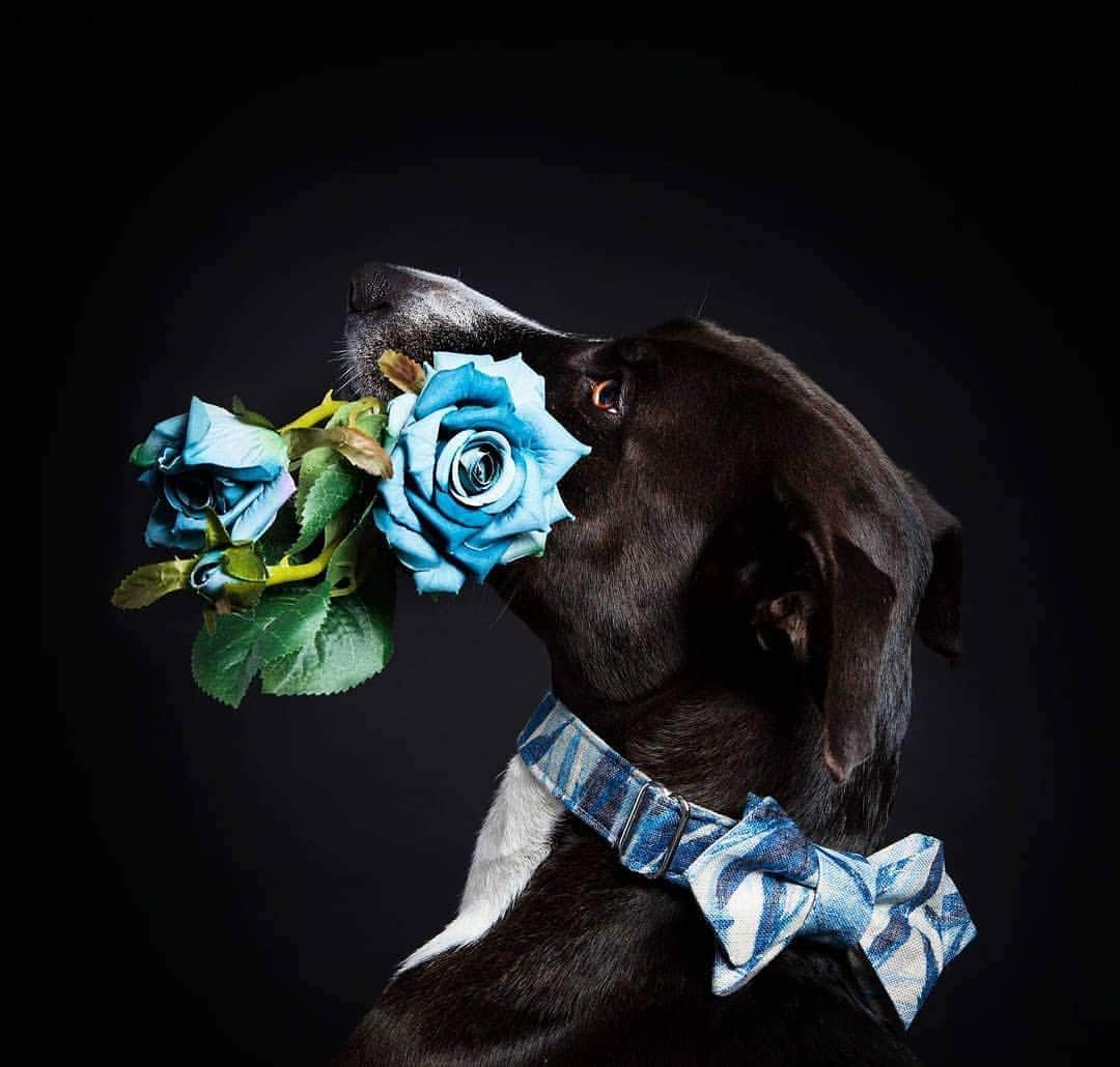 Instagramさんのインスタグラム写真 - (InstagramInstagram)「Blue flowers and a blue bow tie match Samoa’s true-blue personality. 💙 “She is the most perfect dog model one could ask for,” says Samoa’s human Paula Pereira Ribeiro (@a_bunchofdogs). “She is just as a flower: unique, fragile and beautiful.” #WHPfavoritecolor Photo by @a_bunchofdogs」4月11日 8時30分 - instagram