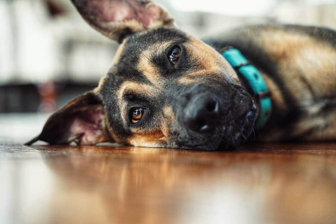 マシュー・ダダリオのインスタグラム：「Sophie loves fetch and is fun to pet. Good dog facts.」