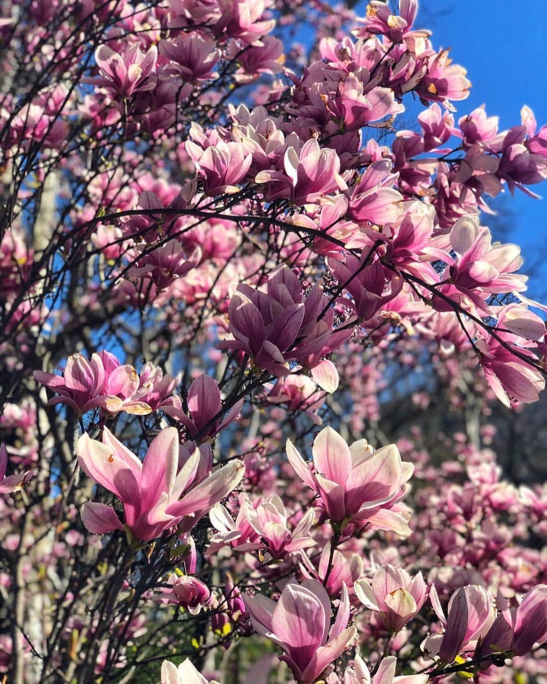 ヨハネス・ヒューブルさんのインスタグラム写真 - (ヨハネス・ヒューブルInstagram)「Swipe for Spring 🌸 👉🏻 makes me want to go back to Japan immediately」4月11日 3時16分 - johanneshuebl