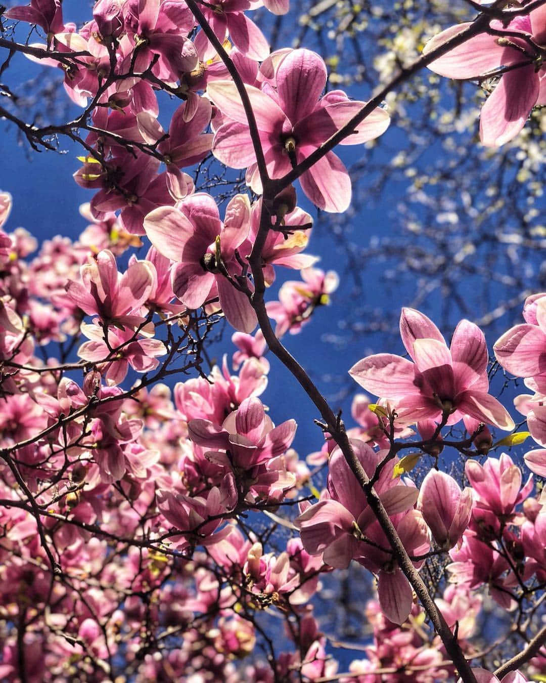 ヨハネス・ヒューブルさんのインスタグラム写真 - (ヨハネス・ヒューブルInstagram)「Swipe for Spring 🌸 👉🏻 makes me want to go back to Japan immediately」4月11日 3時16分 - johanneshuebl