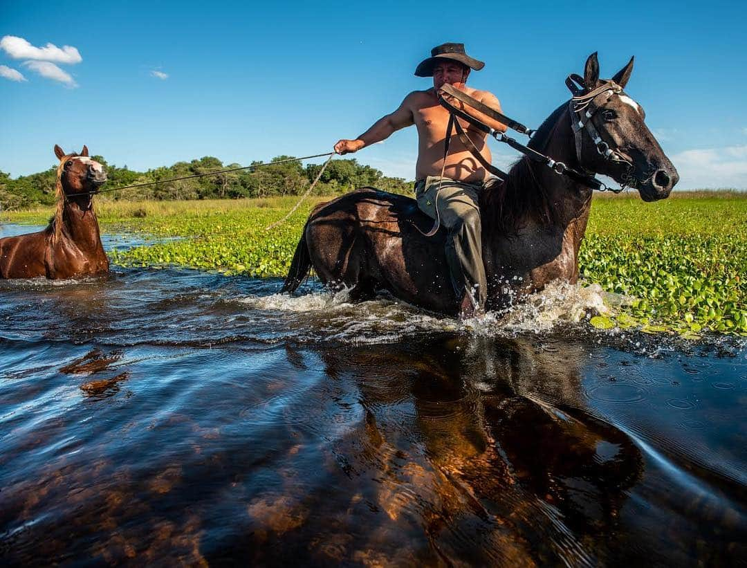 thephotosocietyさんのインスタグラム写真 - (thephotosocietyInstagram)「Photo by @bethjwald // Chopé, a local “mencho” or gaucho, rides his horse bareback and leads another through the Esteros el Iberá, a vast marshlands in Corrientes Province of northern Argentina.  When the water gets deeper, he and his horse will swim.  Horse and canoe are the main transportation the handful of families who live on small, low islands deep in the Esteros; they build homes of the local materials – grasses and reeds- and raise pigs and chickens and graze a few cattle in the marshes.  Some inhabitants are descendants of the original Guarani people of this part of Argentina and a few speak no Spanish. It is a unique way of life that is quickly disappearing; but the Conservation Land Trust (CLT), the Argentine team of Tompkins Conservation, is working with some of these families to develop local eco-tourism options that will allow them to continue to follow their old traditions along with conserving wildlife and freshwater environments.  See more photos of this remote and fascinating corner of northern Argentina on my feed @bethjwald and on CLT’s: @cltargentina  @parqueiberacorrientes @tompkins_conservation  #esterosdelibera #swimwithhorses #horseculture #guarani #mencho #wetlands」4月11日 3時29分 - thephotosociety