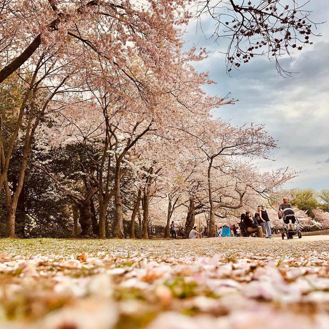 リン・イーチェン（Ariel Lin/アリエル・リン）のインスタグラム：「上週末去了Washington D.C.的櫻花季，讓我想到一直很喜歡的兩句話～閒庭信步笑看花開花落，寵辱不驚冷觀雲捲雲舒...🌸🌸🌸」
