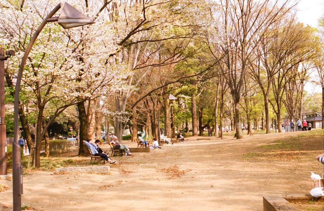 田島貴男さんのインスタグラム写真 - (田島貴男Instagram)「谷中霊園、上野公園 #フィルムカメラ #pentaxlx #smcpentaxfa43mmf19limited」4月11日 3時44分 - tajimatakao