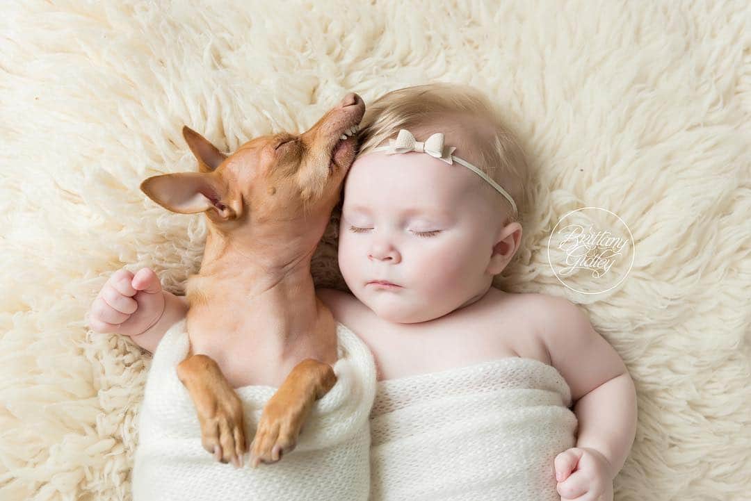 Tuna {breed:chiweenie} さんのインスタグラム写真 - (Tuna {breed:chiweenie} Instagram)「They’ve been REALLY into each other since Grace was tiny. Swipe over to see them transform. And I apologise in advance if your heart explodes. Captured by our favourite photographer @brittanygidley! #6months #newborn #nationalsiblingday #mybabies」4月11日 3時50分 - tunameltsmyheart