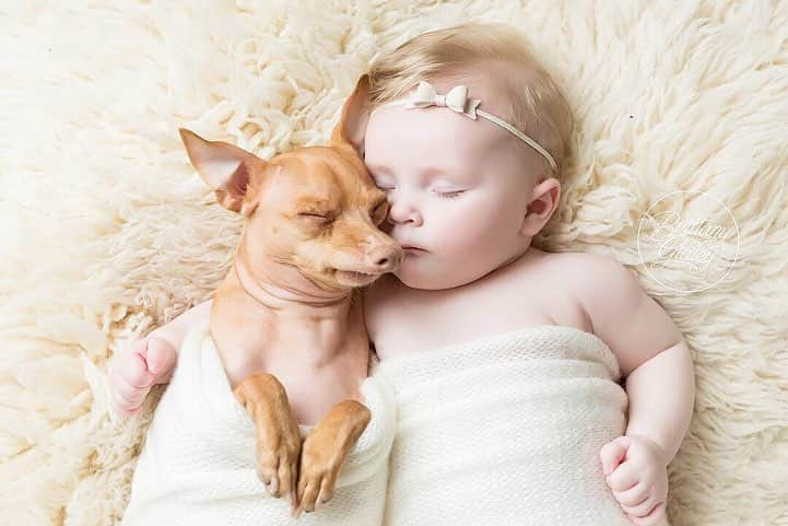 Tuna {breed:chiweenie} さんのインスタグラム写真 - (Tuna {breed:chiweenie} Instagram)「They’ve been REALLY into each other since Grace was tiny. Swipe over to see them transform. And I apologise in advance if your heart explodes. Captured by our favourite photographer @brittanygidley! #6months #newborn #nationalsiblingday #mybabies」4月11日 3時50分 - tunameltsmyheart