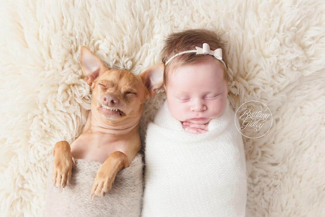 Tuna {breed:chiweenie} さんのインスタグラム写真 - (Tuna {breed:chiweenie} Instagram)「They’ve been REALLY into each other since Grace was tiny. Swipe over to see them transform. And I apologise in advance if your heart explodes. Captured by our favourite photographer @brittanygidley! #6months #newborn #nationalsiblingday #mybabies」4月11日 3時50分 - tunameltsmyheart