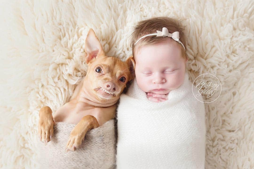 Tuna {breed:chiweenie} さんのインスタグラム写真 - (Tuna {breed:chiweenie} Instagram)「They’ve been REALLY into each other since Grace was tiny. Swipe over to see them transform. And I apologise in advance if your heart explodes. Captured by our favourite photographer @brittanygidley! #6months #newborn #nationalsiblingday #mybabies」4月11日 3時50分 - tunameltsmyheart
