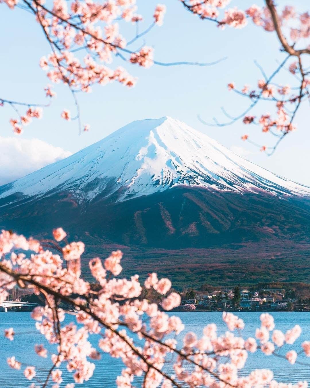 Travel + Leisureさんのインスタグラム写真 - (Travel + LeisureInstagram)「We'll never get over springtime in Japan 🌸 Did you know you can go glamping near Mount Fuji? Find out about Japan's coolest new hotels at our link in bio. #tlpicks courtesy of @vincelimphoto」4月11日 4時00分 - travelandleisure