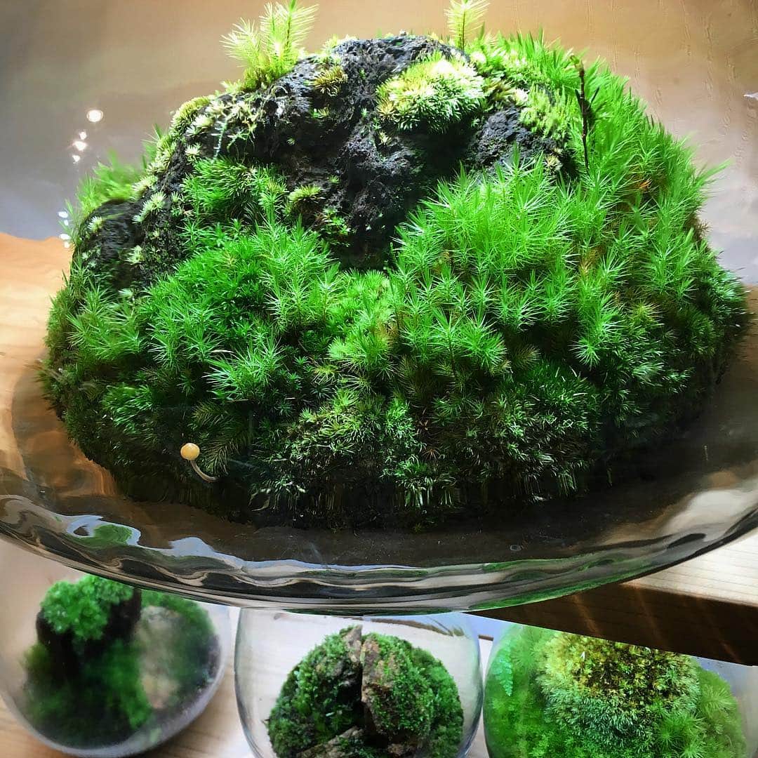 Mosslight-LEDさんのインスタグラム写真 - (Mosslight-LEDInstagram)「#mosslight#モスライト#苔#コケ#mossy#mossa#moss#terrarium #テラリウム#indoorgreen#plants#コケテラリウム#mossterrarium#mossarium#照明器具#lightingfixture#コケあかり#LED照明付テラリウム#パルダリウム#paludarium#インドアグリーン#照明デザイン#mosslightled」4月11日 4時41分 - mosslight1955
