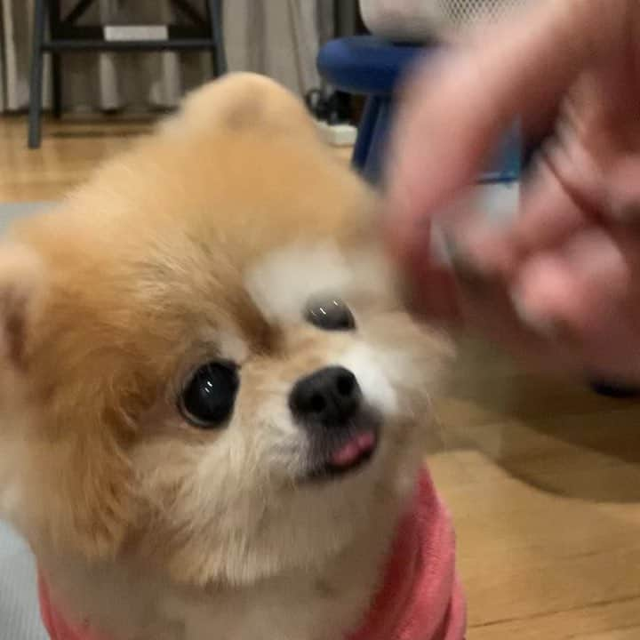 Ella Chuffyのインスタグラム：「(((Sound on))) my first #FOODASMR It’s a Chinese pear 🍐 yummyumm yum nom noomm 🙊 . . . . . . . . #ellachuffy #pet #petstagram #pomeranianpage #pomeraniansofinstagram #teacuppoms #cutedogs #pomeranian_lovers #pomeranianlife #pomeranianworld #teddybeardog #pomeranian #puppylove #dogoftheday #justpomeranians #fluffypack #dogoftheday #anmlsposts #thedailypompom #picoftheday #iflmdog #犬 #狗 #everydaydoglover #puppiesofweek #pomeranianww」