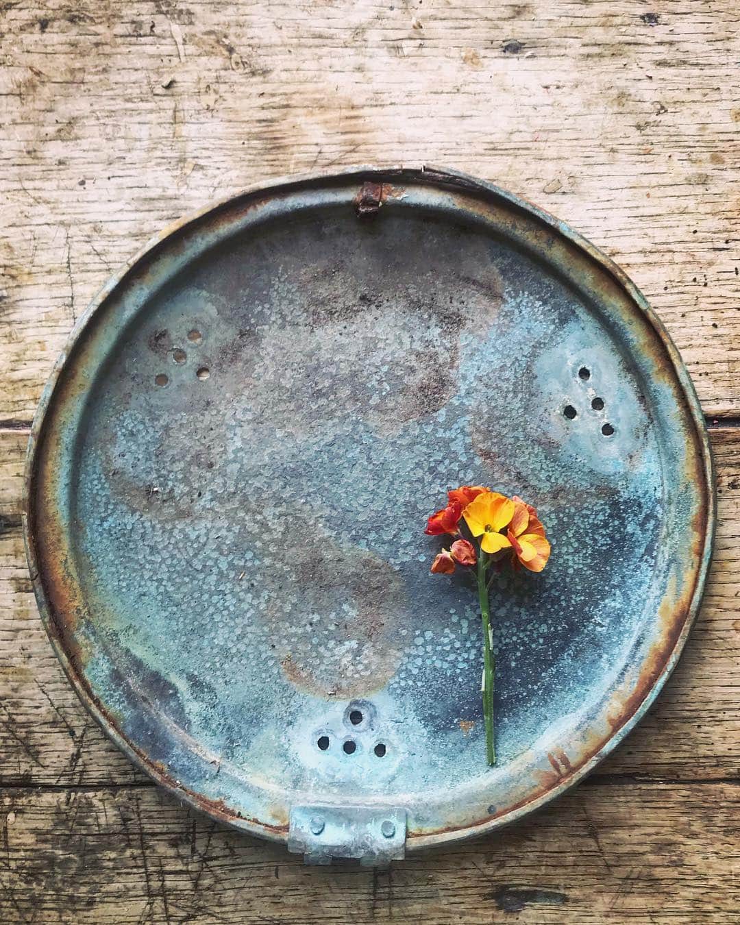 Tea and sittingさんのインスタグラム写真 - (Tea and sittingInstagram)「✨...This is a lid from a broken, almost forgotten, brass bed pan which has been out in the garden for a few years...it is my new favourite thing! 💙🌿 ( btw I did a bit of open house preview and chat to show you my own place @64sandgate as well as Jo Sweeting’s place @thestonecarver on my Live Stories today 😉 ) #wabisabitreasures #wabisabi」4月11日 4時59分 - 5ftinf