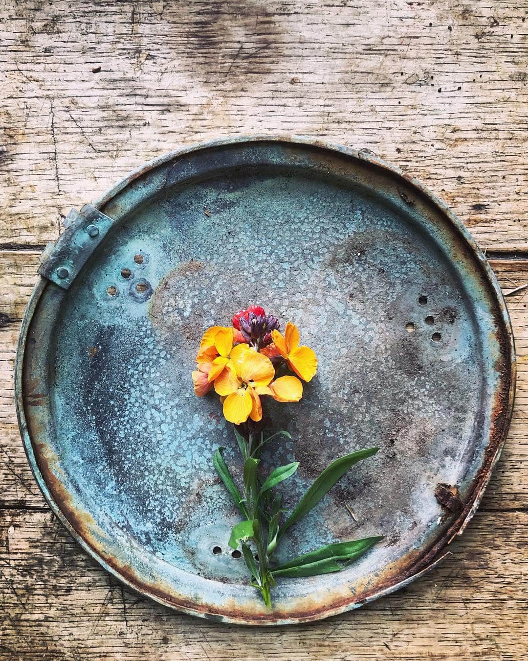 Tea and sittingのインスタグラム：「✨...This is a lid from a broken, almost forgotten, brass bed pan which has been out in the garden for a few years...it is my new favourite thing! 💙🌿 ( btw I did a bit of open house preview and chat to show you my own place @64sandgate as well as Jo Sweeting’s place @thestonecarver on my Live Stories today 😉 ) #wabisabitreasures #wabisabi」