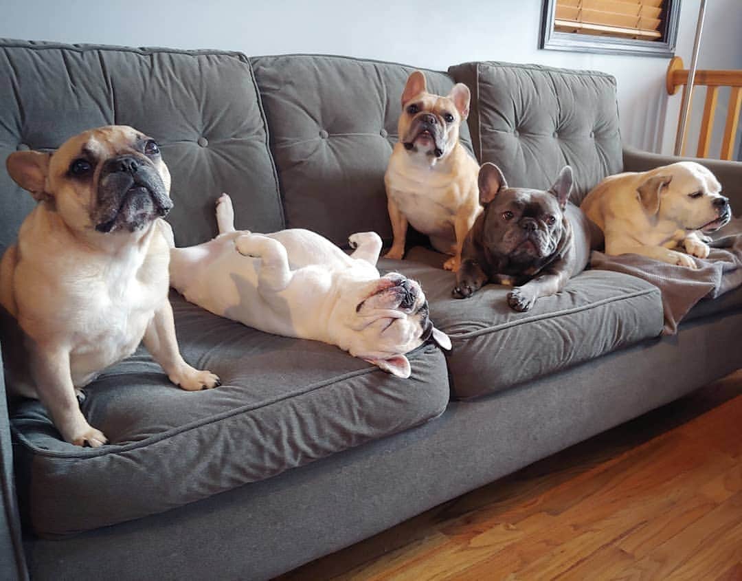Manny The Frenchieのインスタグラム：「Happy #nationalsiblingday from this enthusiastic squad! Hey, its hump day too, don't expect too much! 😂」