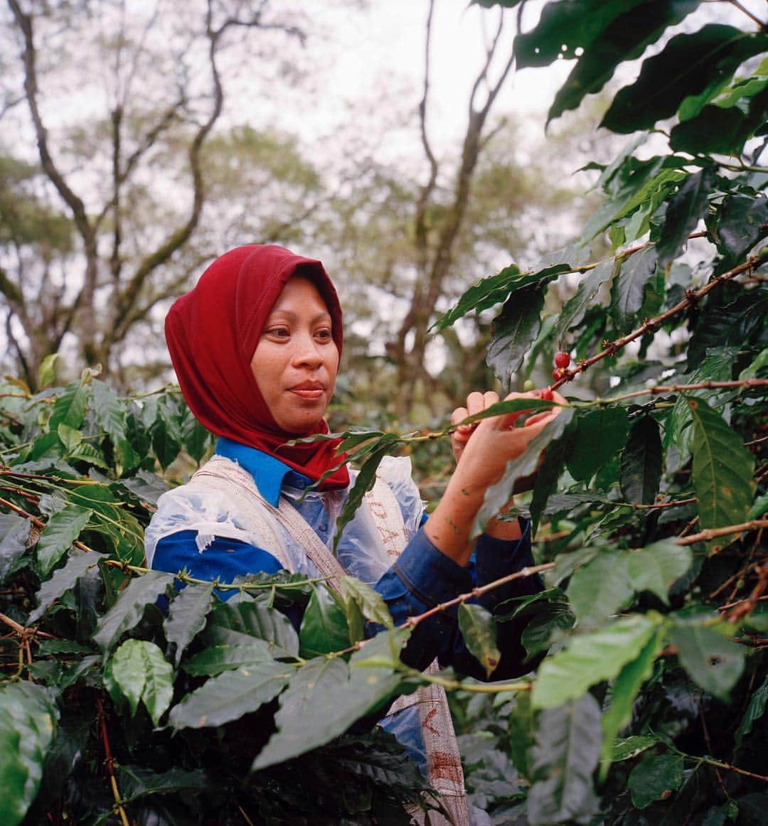 ナショナルジオグラフィックさんのインスタグラム写真 - (ナショナルジオグラフィックInstagram)「Photo by Rena Effendi @renaeffendiphoto // sponsored by @NespressoUSA // I met Yanti in Aceh, Indonesia. She came there to work on the coffee harvest of the region. I watched her agile fingers pick the coffee cherries with precision and speed. Coffee ripens in different cycles and one branch will have batches of green and red cherries on it, but only deep red cherries must be picked to ensure good quality. I was amazed to see how labor-intensive the coffeemaking process was. The quality of coffee depended so much on the human craft. // National Geographic photographer @renaeffendiphoto travels to Colombia, Indonesia, and Ethiopia to uncover @NespressoUSA coffee stories #beyondthebean #DiscoverNespresso」4月11日 5時34分 - natgeo