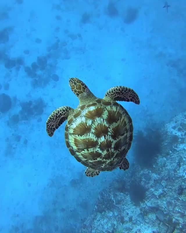 WildLifeのインスタグラム：「These green turtles have the most beautiful shells 😍🐢 by @sideytheshark #TurtleTuesday」