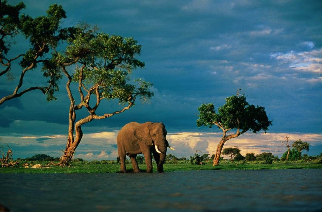 National Geographic Creativeさんのインスタグラム写真 - (National Geographic CreativeInstagram)「Photo by @beverlyjoubert | An African elephant drinks from a water source on the edge of a plain beneath storm clouds. #Africa #Elephants #Wildlife」4月11日 6時12分 - natgeointhefield