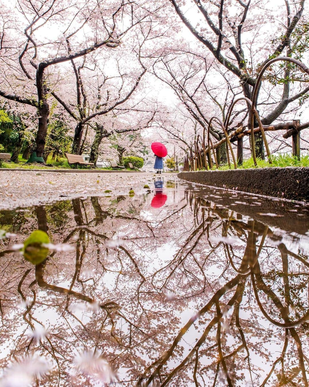 Takefumi Tezkaのインスタグラム：「✴︎明石公園🌸 ✴︎ ✴︎ #igshotz#inspiring_shot #awesomeglobe #awesome_earthpix#worldprime #awesomeearth#whpnaturallight #wonderful_places#beautifuldestinations#東京カメラ部 #earthpix #earthfocus #hubs_united#hubsplanet #earth_shotz#awesome_photographers  #earthofficial #fantastic_earth#discoverearth#明石公園#桜#春#城#明石#明石城#japan#sakura#PENTAX#兵庫県#日本」