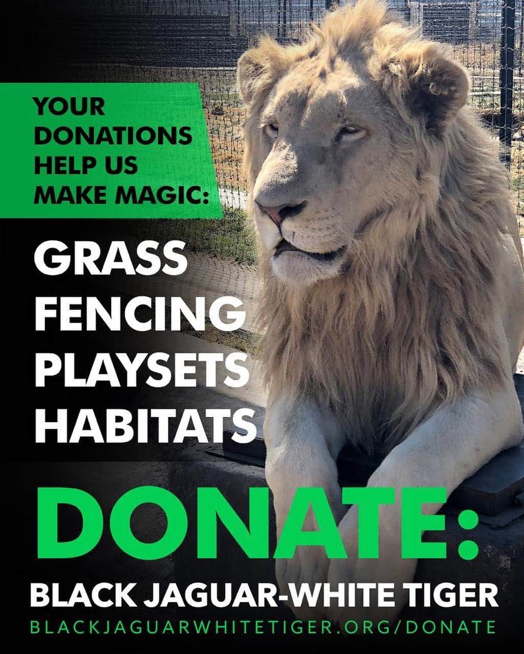 Black Jaguar-White Tiger さんのインスタグラム写真 - (Black Jaguar-White Tiger Instagram)「Your help is highly appreciated... Tu ayuda es súper apreciada...」4月11日 6時15分 - blackjaguarwhitetiger