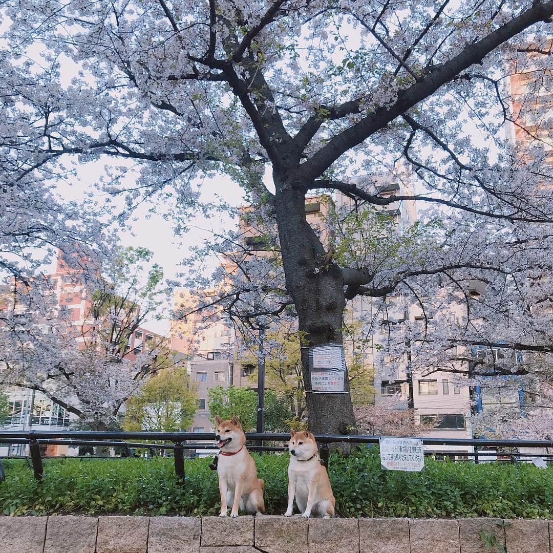 柴犬Mamesuke・Korosuke??大阪さんのインスタグラム写真 - (柴犬Mamesuke・Korosuke??大阪Instagram)「🐱🐻🌸 🐾----*----*----*----*🐾 #柴犬と桜 🌸 散り始めてきたけど、いい写真が撮れたよ☺️💗 🐾----*----*----*----*🐾 #MameKoro #豆コロ #West_dog_japan #豆柴 #柴犬 #赤柴 #豆介 #コロ介 #shibagram #shibastagram #shibainu #shiba #shibadog #🐕📷」4月11日 6時27分 - mame_suke_i