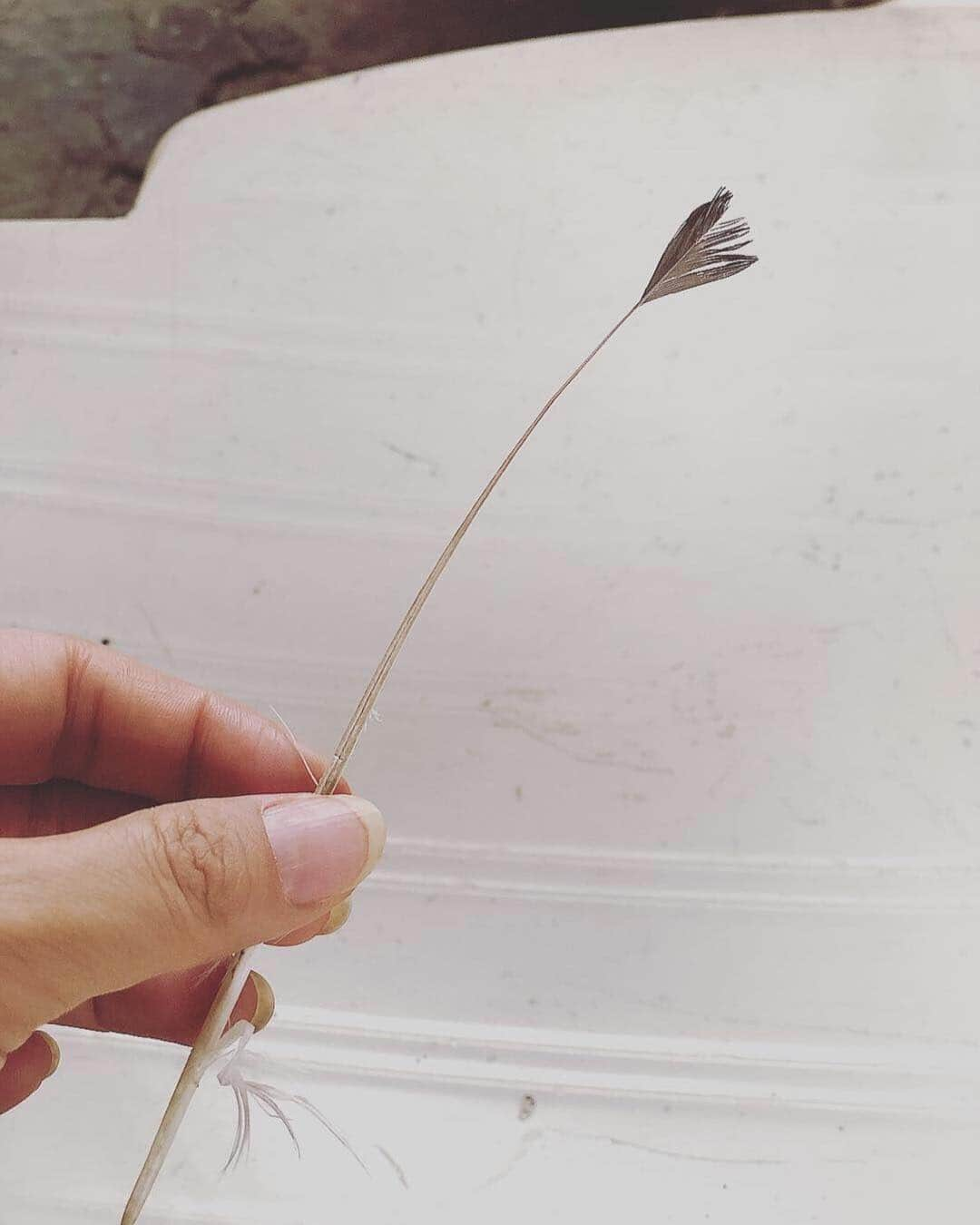 中鉢明子さんのインスタグラム写真 - (中鉢明子Instagram)「🧹Daddy made “EAR-CLEANER” 👏 #Pigeon #feather #earcleaner ダディーが鳩の羽をフンっと一本抜いて耳そうじ棒を作った😲」4月11日 6時47分 - akiko_harlem