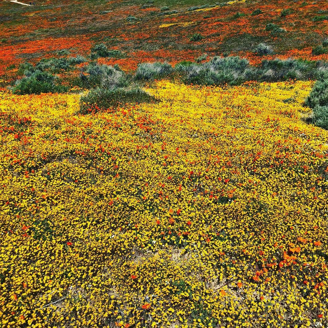 メイム・ビアリクさんのインスタグラム写真 - (メイム・ビアリクInstagram)「The superbloom at the #antelopevalleypoppyreserve was worth the drive. Go early to beat the crowds and bring a jacket. Windy!!!! . . #superbloom #poppies」4月11日 6時50分 - missmayim