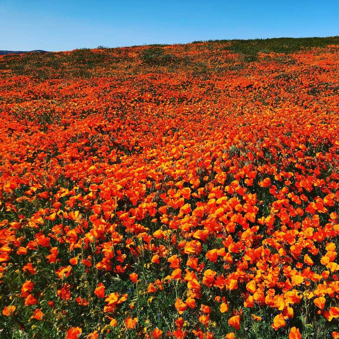 メイム・ビアリクさんのインスタグラム写真 - (メイム・ビアリクInstagram)「The superbloom at the #antelopevalleypoppyreserve was worth the drive. Go early to beat the crowds and bring a jacket. Windy!!!! . . #superbloom #poppies」4月11日 6時50分 - missmayim