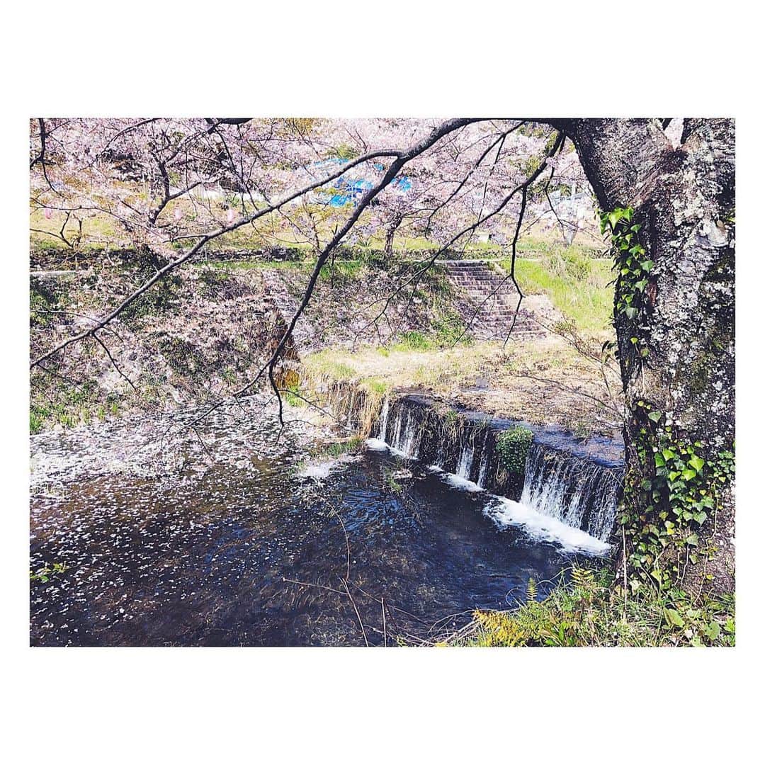 高橋ヨーコさんのインスタグラム写真 - (高橋ヨーコInstagram)「散歩しかやることがない🙄  実家の桜は10年ぶり。まだ咲いてたわー🤧🤧🤧」4月11日 17時46分 - yoko1970