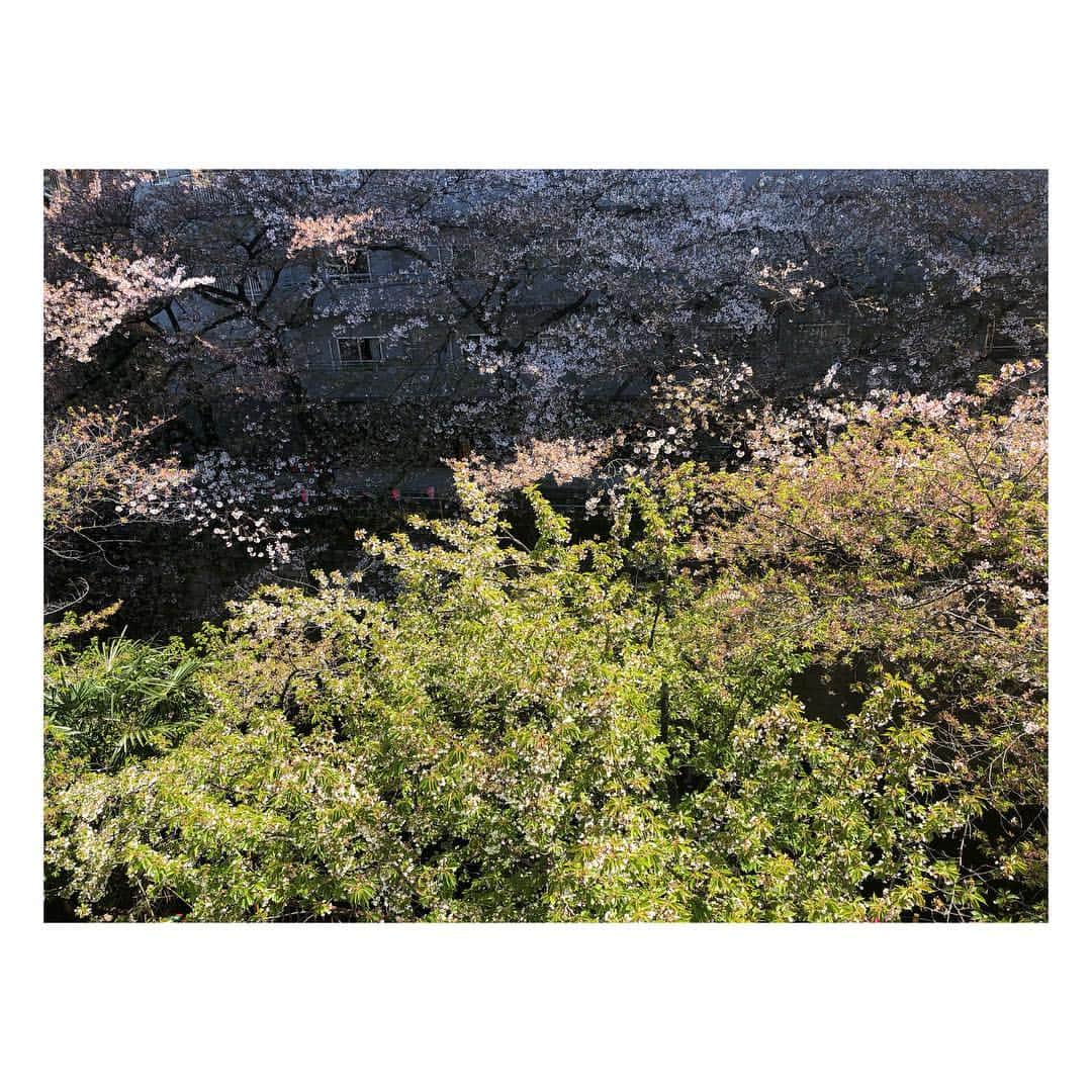 高垣麗子さんのインスタグラム写真 - (高垣麗子Instagram)「・ 緑色に染まりつつある 桜並木も美しいなぁ𓈓 スタジオからの眺めに 春を感じました。 ・ ・ #cherryblossom  #桜」4月11日 16時14分 - reikotakagaki