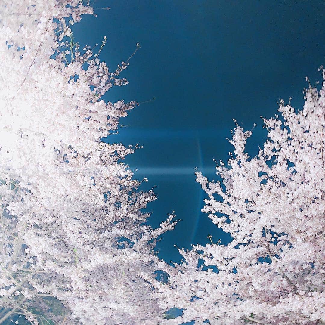 宮崎梨緒さんのインスタグラム写真 - (宮崎梨緒Instagram)「🌸🌸🌸 ＊ あやみんとお花見♡ ＊  #桜 #cherryblossom #벛꽃  #春 #spring #봄  #夜桜 #綺麗でした  #日本 #japan #일본」4月11日 16時30分 - miyazakirio