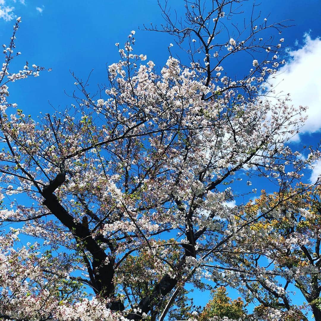佐伯紅緒さんのインスタグラム写真 - (佐伯紅緒Instagram)「今日は風が強いです。  桜が豪快に舞ってます。  今年は長い間楽しませてくれてありがとう。  今日も良い日を✨」4月11日 16時36分 - beniosaeki