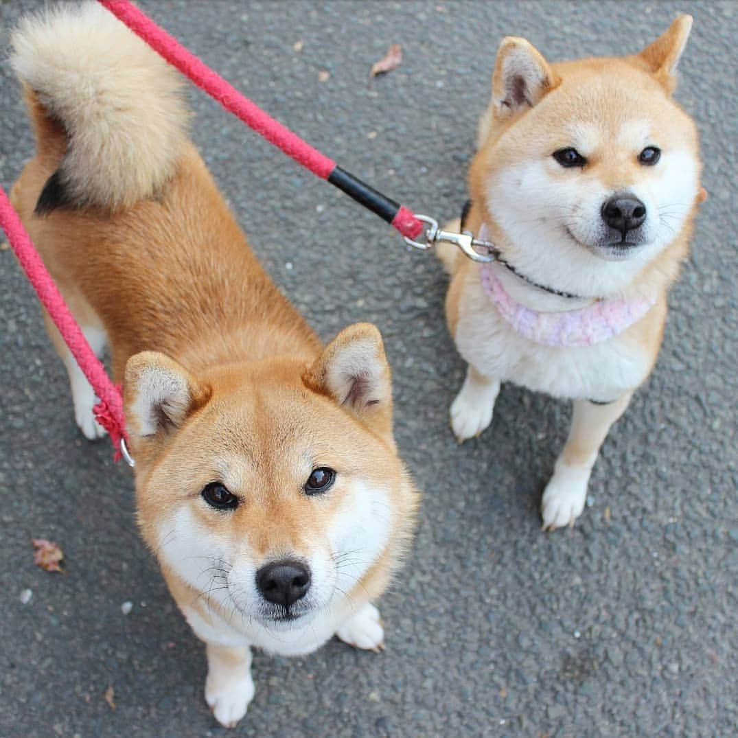 柴犬たま Shibainu Tamaさんのインスタグラム写真 - (柴犬たま Shibainu TamaInstagram)「綺麗に整列出来て、このドヤ顔😏✨ * Caption trans🇬🇧 They aligned correctly. They are satisfied😏✨ * #柴犬たま #たママ #たま家族 #柴犬ミケ #一眼レフ #一眼レフカメラ #お散歩 #整列 #仲良し親子 #ドヤ顔 #柴犬 #shiba #shibainu #shibastagram #犬 #dog #多頭飼い」4月11日 16時44分 - tama7653