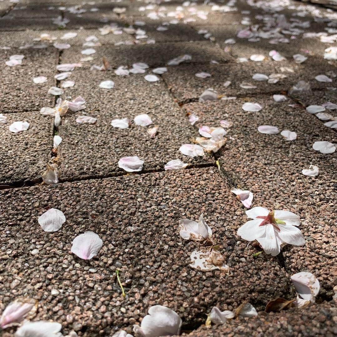 福西崇史さんのインスタグラム写真 - (福西崇史Instagram)「。 桜散る🌸 。 #桜 #寂しい気もするが… #桜頑張ってる #昨日寒すぎた #今日いい天気 #寒暖差すごい #みんなも頑張ろう」4月11日 16時59分 - takashi_fukunishi