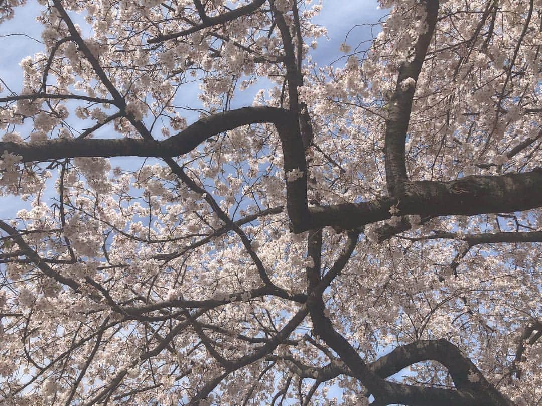 藤田恵名さんのインスタグラム写真 - (藤田恵名Instagram)「花になりたい花火 蝶になりたい蛾 これは卍になりたい桜でした」4月11日 17時01分 - enamelchan
