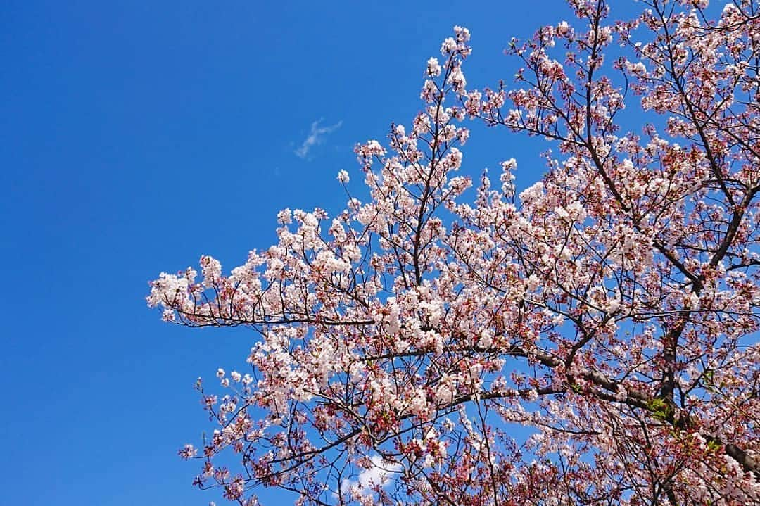 桜花さんのインスタグラム写真 - (桜花Instagram)「春が一番好きです🐱🍀✨✨✨ 桜🌸散らないで〜〜〜 けどそのあとはキラキラな新緑がみれますね🍀✨ みなさん ナイスな夕方をお過ごし下さい☺️ #春  #ナイスな１日を  #桜  #午後  #青空  #sky #blue  #spring  #haveaniceday #cherrybrossam」4月11日 17時06分 - mountainohka