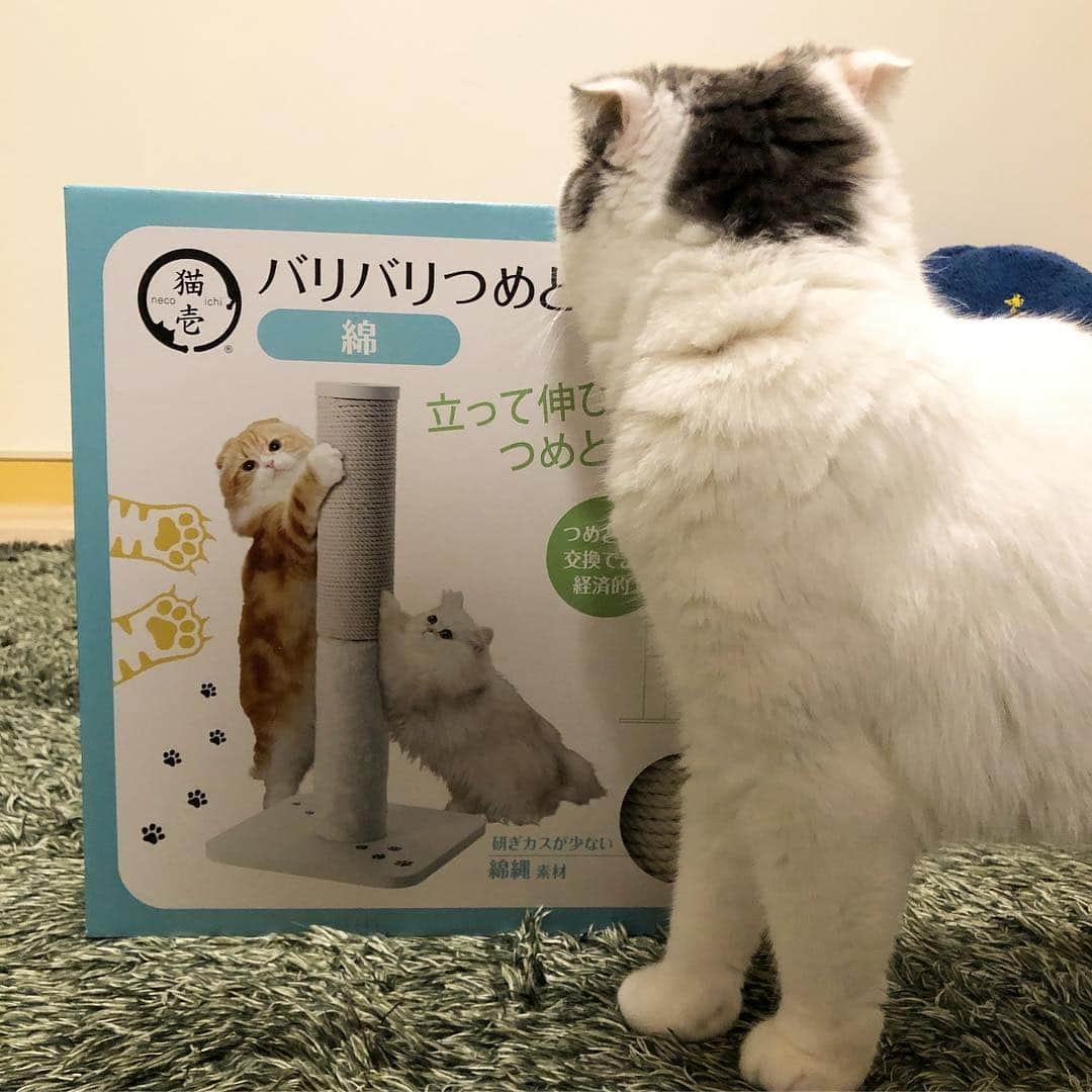 むぎちょこさんのインスタグラム写真 - (むぎちょこInstagram)「🐈 この爪とぎも なかなか良いニャ〜🐈🐾 順番待ちのちょこに ドッキリさせられちゃった😹😂 ちょこも こっそり使ってるよ😂 ⁑ 先月むぎのお誕生日にプレゼントした #猫壱 さんの #バリバリ爪とぎポール 縦型も好きなので バリバリやってるよ😆 爪とぎ部分が付け替えられるのが良いよね😭 ⁑ 😺むぎ♀mugi #scottishfold #スコティッシュフォールド #爪とぎ #猫の爪とぎ @necoichicojp」4月11日 17時10分 - mugi325channel