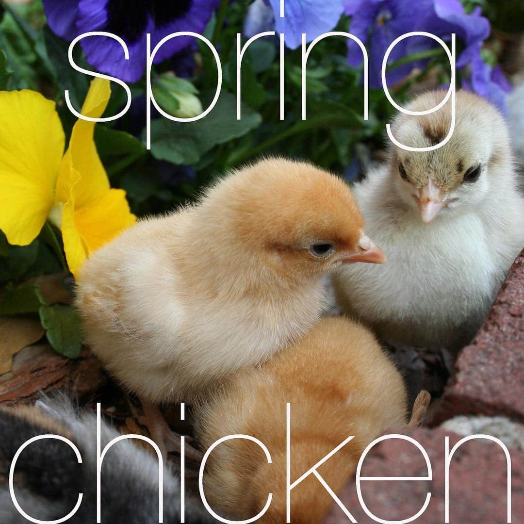 アメリカ大使館さんのインスタグラム写真 - (アメリカ大使館Instagram)「#イディオム に「チキン」と付くと、ちょっとネガティブなイメージでしょうか⁉️ でもココでいう”spring chicken” は違うのですーっ 春の鳥は生まれたたてのヒヨコ🐣を連想することから、「若者」を指すんです🐥🐥🐥 例えば会話の中でちょっと経験者とか、もう十分に大人です！と言いたい時は”I’m not a spring chicken anymore.” と言ってみるっていうのはどうでしょうか❔ . #us #usa #america #idioms #english #babybird #spring #studyabroad #class #study #アメリカ #英語 #雛 #ことり #春 #ヒヨコ #勉強 #若者 #海外生活 #ひよっこ #かわいい #young」4月11日 17時27分 - usembassytokyo