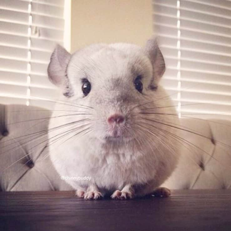 Mr. Bagelさんのインスタグラム写真 - (Mr. BagelInstagram)「Yes? May I help you~ #MrBagel #chinchilla」4月11日 8時47分 - chinnybuddy