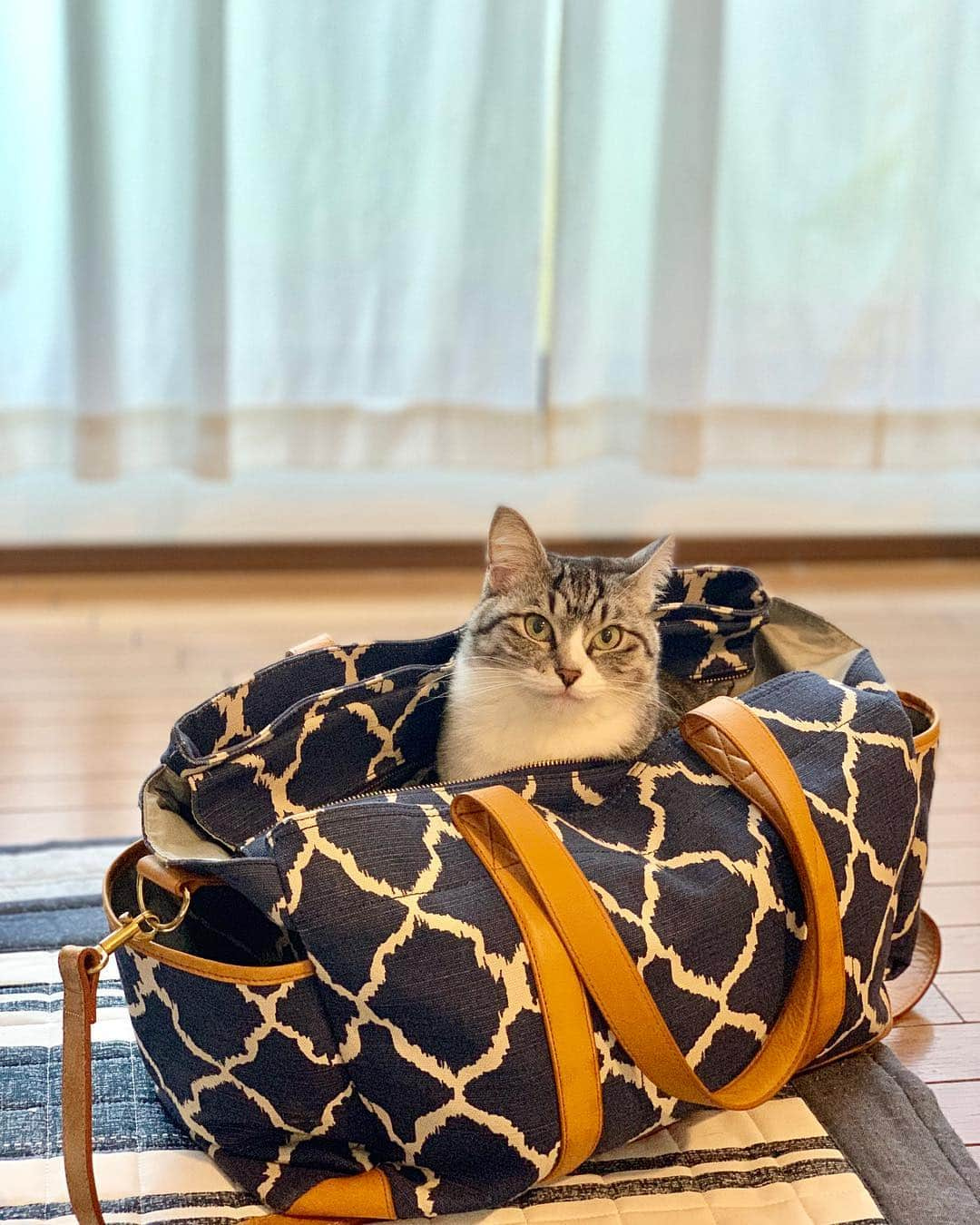 maki ogawaさんのインスタグラム写真 - (maki ogawaInstagram)「Let me tell you again, Hana. You can't come with me.﻿ ﻿ ﻿ #猫 #kitten #cat #cute #instacat #ねこ部 #maow #pet #catstagram #ilovemycat  #happy #followbackkitty #kitty #ふわもこ部 #catlove #さばしろ #catlover #にゃんこ #eclacat #保護猫 #保護猫と暮らす #にゃんスタグラム #iphonexs #iphonexsのカメラすごい ﻿﻿﻿﻿﻿﻿﻿﻿﻿﻿﻿#silvertabby ﻿#potterybarnkids ﻿ http://www.facebook.com/」4月11日 8時58分 - cuteobento