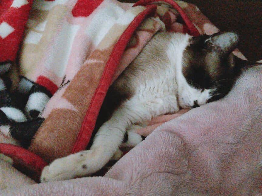 南口奈々のインスタグラム：「. わたしはジジブランケットの中で寝るのが好きにゃあ〜 #ミルスタ #instacat  #ネコスタグラム #猫 #ネコ #にゃんこ #cat  #ふわもこ部 #ペコねこ部 #スノーシュー #靴下にゃんこ #ジブリ #ジジ #ブランケット」