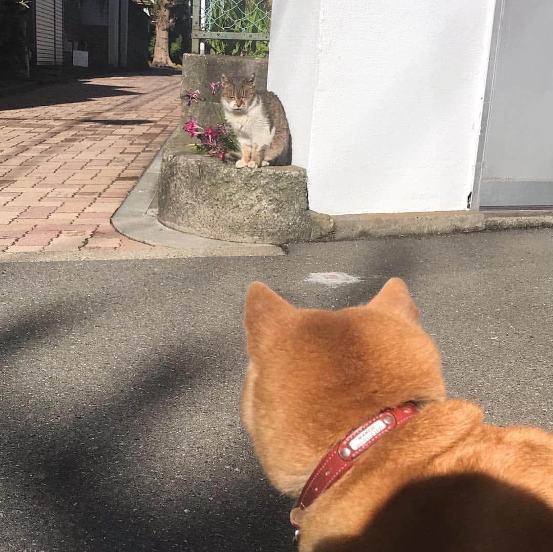 マル子のインスタグラム：「あさんぽで会ったご近所猫様行きは日向ぼっこ中通り過ぎて帰りはこんな近くまで！でもマル子様襲いそうな勢いだったのでスミマセンと退散💨 #マル子  #柴犬  #shiba  #柴猫」