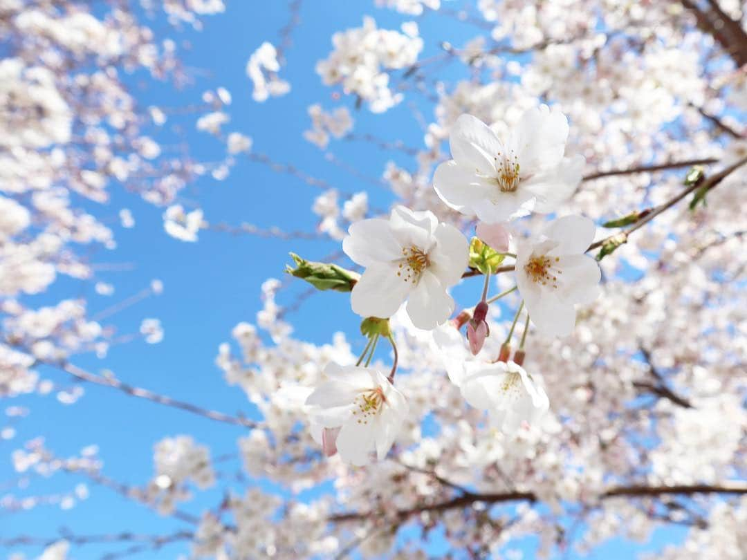 藤澤響花さんのインスタグラム写真 - (藤澤響花Instagram)「今年はいっぱい見れた🌸🥰 #桜 #お花見 #夜桜 #cherryblossom」4月11日 9時12分 - kyoka_fujisawa